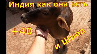 Вышел из уха коровы! Как это?!  Где?!  Индия как она есть.