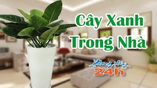 PHONG THỦY 24H | Cây Xanh Phong Thủy