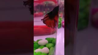 Betta fish ❤️ # beautiful fish shorts ❤️