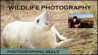 Photographing Seals - Uk wildlife Photography