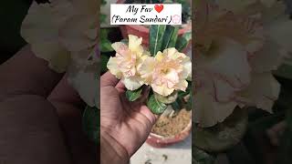 My Beautiful Adenium💮#beautiful#adenium#floweringplants#ytshorts#trendingshorts#ashortaday