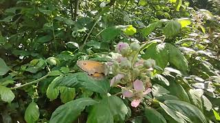 Gatekeeper Butterfly Central. Flirty butterflies. Breeding haven for happy gatekeepers 🐛