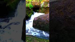 🇪🇸 🌳 Molino de O Tendeiro (Lugo) #Senderismo #Galicia #España #Shorts