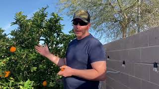 Spring Citrus and Peach Trees