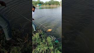 Wow Beautiful Big Minar Carp Fish Hunting Video🎣