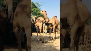 Camel enjoying life #shorts  #shortvideo  #youtubeshorts