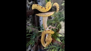 Green Tree Python Baby Feeding On Live Mouse