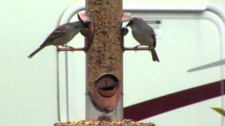 Hungry Birds in Florence, SC