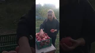 Խնձորի բերքահավաք, урожай яблок ,apple harvest   # shorts