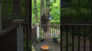 Bear steals ladys 4th bird feeder 😆 #minnesota #hunting #blackbear