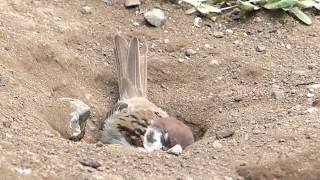 Sparrow dust bath : 雀の砂浴び