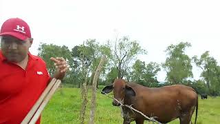 ganado de buena calidad en honduras