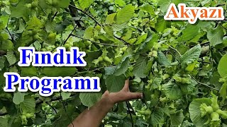 Akyazı - Fındık Gübreleme Programı - Fındık Yetiştiriciliği Detayları