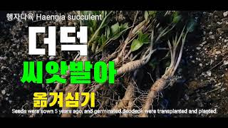 더덕씨앗 발아 옮겨심는작업 야간작업 Deodeok Seed Germination and Transplantation Work Night Work