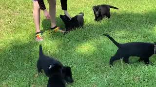 6 week old German shepherd puppies outside for the first time