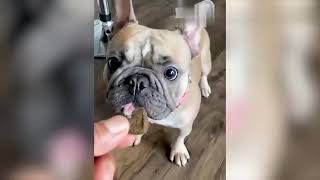 Funny cat and dog videos trending videos