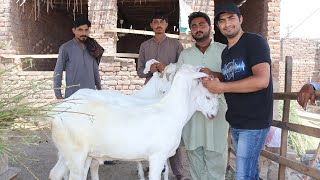 BAKRA MANDI TOUR | NIAMUANA & SADDAR BYPASS MANDI CONDITION FAISALABAD | BAKRA EID 2023