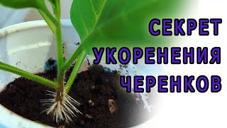 Черенкование петунии.  Секреты укоренения черенков