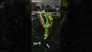 Peanut Sprouting Time Lapse