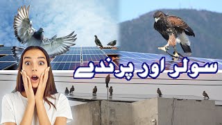 Solar or Parinday | Birds and Solar