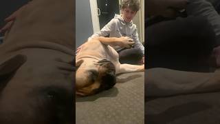 Huge Boerboel Loving some Attention #shorts #boerboel