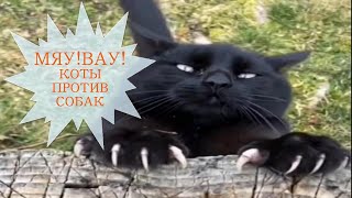 СМЕШНЫЕ КОТЫ приколы с собаками | Funny CATS and DOGS | МЯУ! ВАУ!