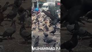 KE SANA SIKIT BERATUR BUAT KUMPUlan  BANYAK GİLER BURUNG PADANG  IPOH PERAK