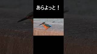 カワセミ  。 動画はコメント欄からどうぞ。