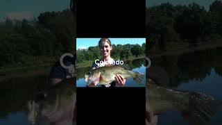 Biggest bass caught in each state #music #funny #cool #memes #fishing #bass #shorts #viral