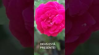 DEUS ESTÁ PRESENTE NAS ROSAS