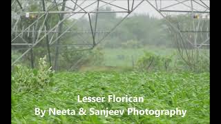 lesser florican 2