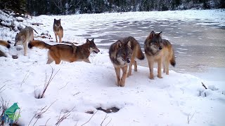 Stunning footage of wolf pack in northern Minnesota