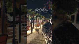 غالي وبالزين تصنيفك|محسن ال مطارد