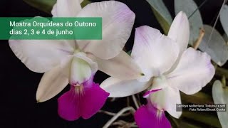 Mostra de Orquídeas de Outono, no Jardim Botânico do RJ!