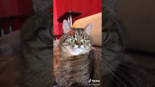 КОТЫ  Funny CATS Tik Toks / Кот в Тик Ток #степа 💫😻💫