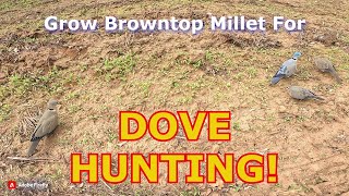 Grow Browntop Millet for Dove Hunting