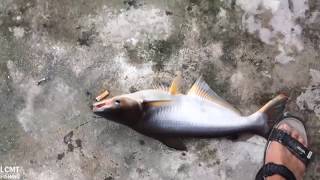 Fishing Catfish & Pacu - Câu Cá Tra Chim Trê Giải Trí Tìm Cảm Giác.