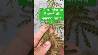 शमी का पौधा घर में लगाने के चमत्कारी फायदे जानिए#शमी पत्र #shortsvideo#viral  #ytshorts ..