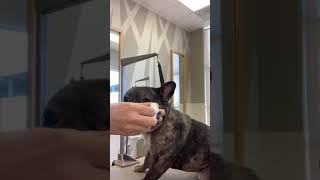 French Bulldog Bath, Nails and Wrinkle Wipe