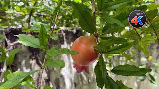 4K Ultra HD - Unripe pomegranate in the tree - 4K Free Stock Footage