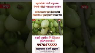 White Jamun | पांढरे जांभूळ | Lalge Farms - लाळगे फार्मस् |