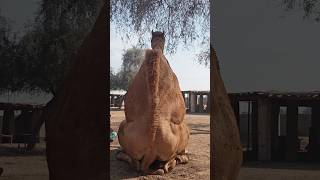 Heavy camel meeting action