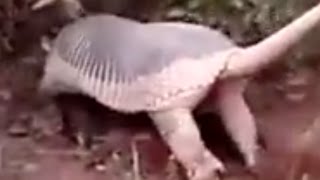 Armadillo: The little armoured one Digging Hole and Escape