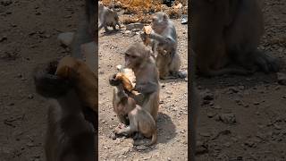 Monkeys are Eating Banana #animals #monkey #wildlife #ytshorts