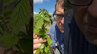 Is This POISON IVY?!! #farmlife #shorts #homesteading #garden #diy #raspberry #farming #farming