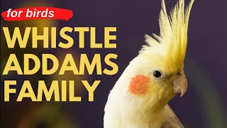 ADDAMS FAMILY WHISTLE - Cockatiel Singing Training - Bird Whistling Practice