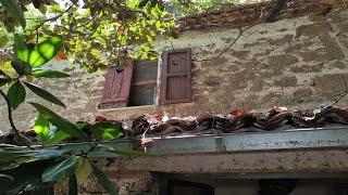 La casa MAGICA nascosta nella FORESTA: troviamo incredibili opere d'arte ed oggetti di tanti anni fa