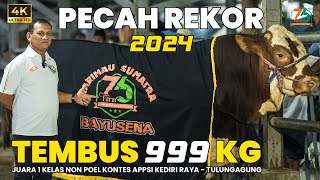 Pecah Rekor 2024 Sapi Bayusena Tembus 999KG di Kelas Non Poel | Kontes APPSI Kediri Raya-Tulungagung