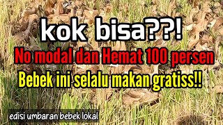 kok bisa??! no modal dan hemat 100 persen bebek ini selalu makan gratiss!!