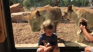 Taronga Western Plains Zoo, Dubbo: Pride Lands